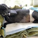 고대영동물병원 이미지