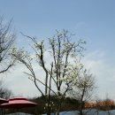 효자 최사립정문 이미지