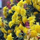 용머리고을 이미지