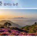 철쭉피는황매골마을 이미지