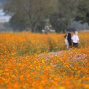 장성황룡강노란꽃잔치 축제장2 이미지