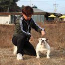 포켓불독 이미지