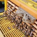 수정벌마야 이미지