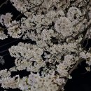 설악산에서 밤벚꽃놀이 이미지