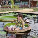 크루지아나 이미지