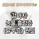 왈왈식당
