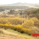 이천백사산수유