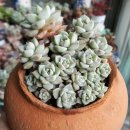 단지집 Daum카페