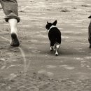 센텀동물메디컬센터 이미지