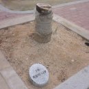 희망의 나무 이미지