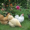 꼬꼬양계농장 이미지