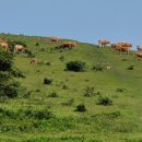 소들의 천국 이미지