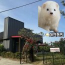 논산솔꽃정원펜션 | 논산 연무대훈련소 애견동반 독채펜션 촌캉스 '논산솔꽃정원펜션'