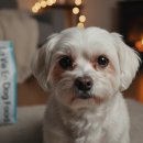 나도동네가수다 | 라비앙독 가수분해 연어 사료, 강아지 피부 눈물 알러지 관리 후기