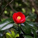 화신동백 이미지