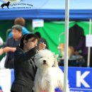 삐삐애견 이미지