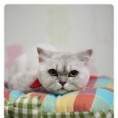 미미그루밍 이미지