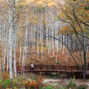 자작나무 숲 이미지