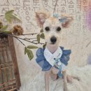 예쁘개# 애견미용실 | 김포 고촌 애견 미용 도담도담 예민 강아지 미용 가능 예약방법 주차방법