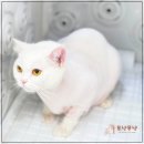 부산고양이미용&호텔 무냥무냥 대연점 이미지