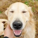 정원 퍼피 하우스 이미지