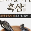 명가 홍삼을 담다