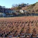 산안개 농장 이미지