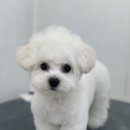 아멜리몽 이미지