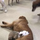 털찐강아지 이미지