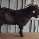 우리염소 이미지