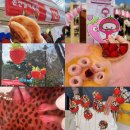 논산 | 2025 논산딸기축제 후기