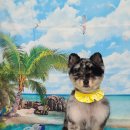 펫 살롱 파밀리에 이미지