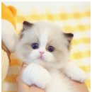 모나미네코본점