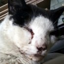 고돌이네 이미지