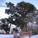 고목나무 이미지