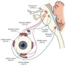 망막(膜, Retina)이란? 이미지