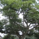 고목경로당 이미지