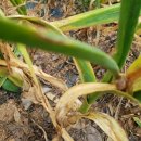 김영수농장 이미지