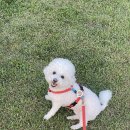 강아지공간 이미지