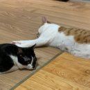 정진고양 이미지