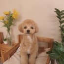 똑똑독 펫살롱 이미지