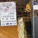 Mew | Mew 내한 공연 후기