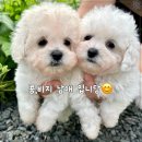동행애견돌봄센터 - 하남시 감초로 334 | 동행애견돌봄센터