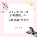 [여행기록] 제주도 비자림 근처 반려동물동반 숙소 &#39;스테이다랑쉬&#39; 후기 💬