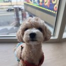 베릴키키 이미지