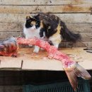 냥이시대 이미지