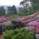 법성포에 날리는 꽃향기의 근원지, 영광 숲쟁이꽃동산 이미지