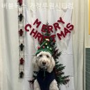 버블독스 가정루원시티점 이미지