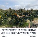 토끼발 | 제주도 가볼 만한 곳 승마 동물 먹이주기 한라봉 따기 체험 한 번에 해결 트로이테마농원