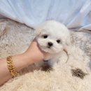 어벤져스켄넬 탑클래스펫 강아지분양 이미지